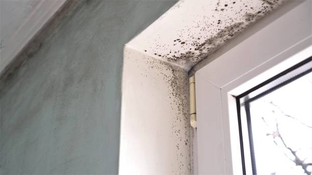 Best Mold Testing  in Severna Park, MD