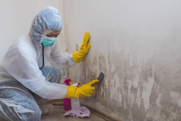 Best Certified Mold Removal  in Severna Park, MD