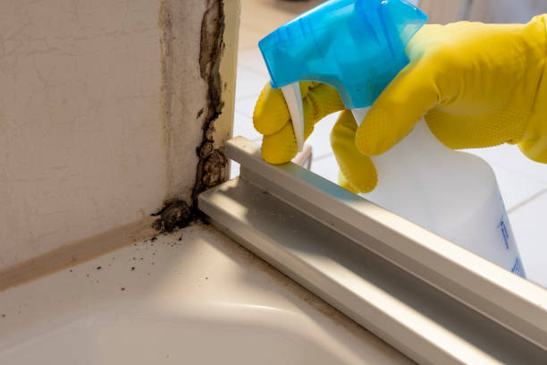Best Attic Mold Removal  in Severna Park, MD