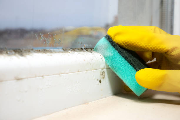 Best Mold Damage Repair  in Severna Park, MD