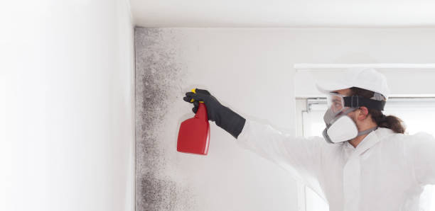 Best Fast Mold Removal  in Severna Park, MD
