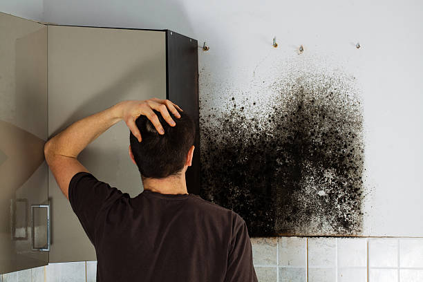 Best Best Mold Removal Companies  in Severna Park, MD