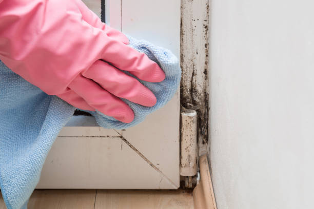 Best Professional Mold Removal  in Severna Park, MD